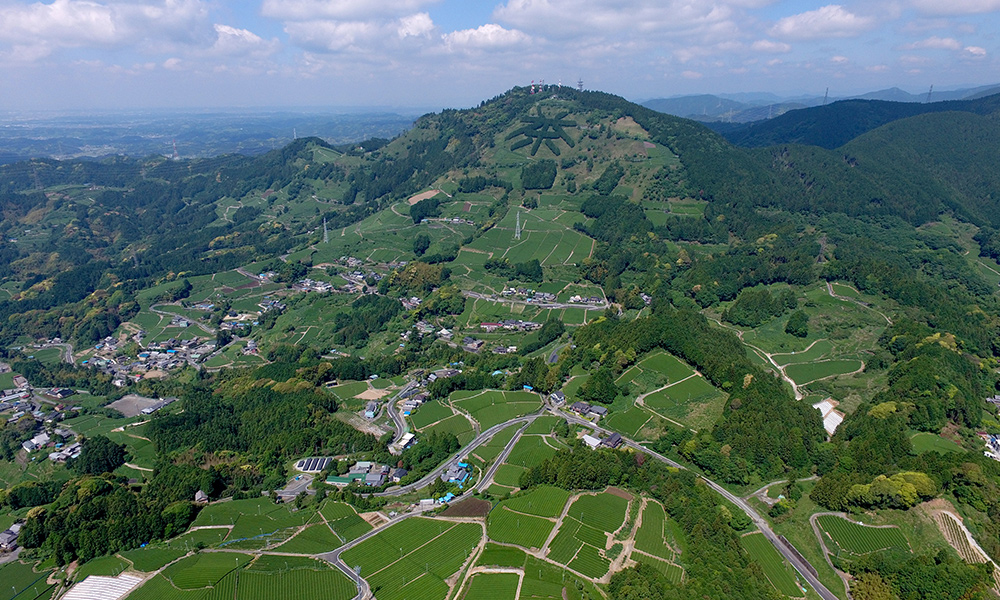 静岡県産 掛川深蒸し茶