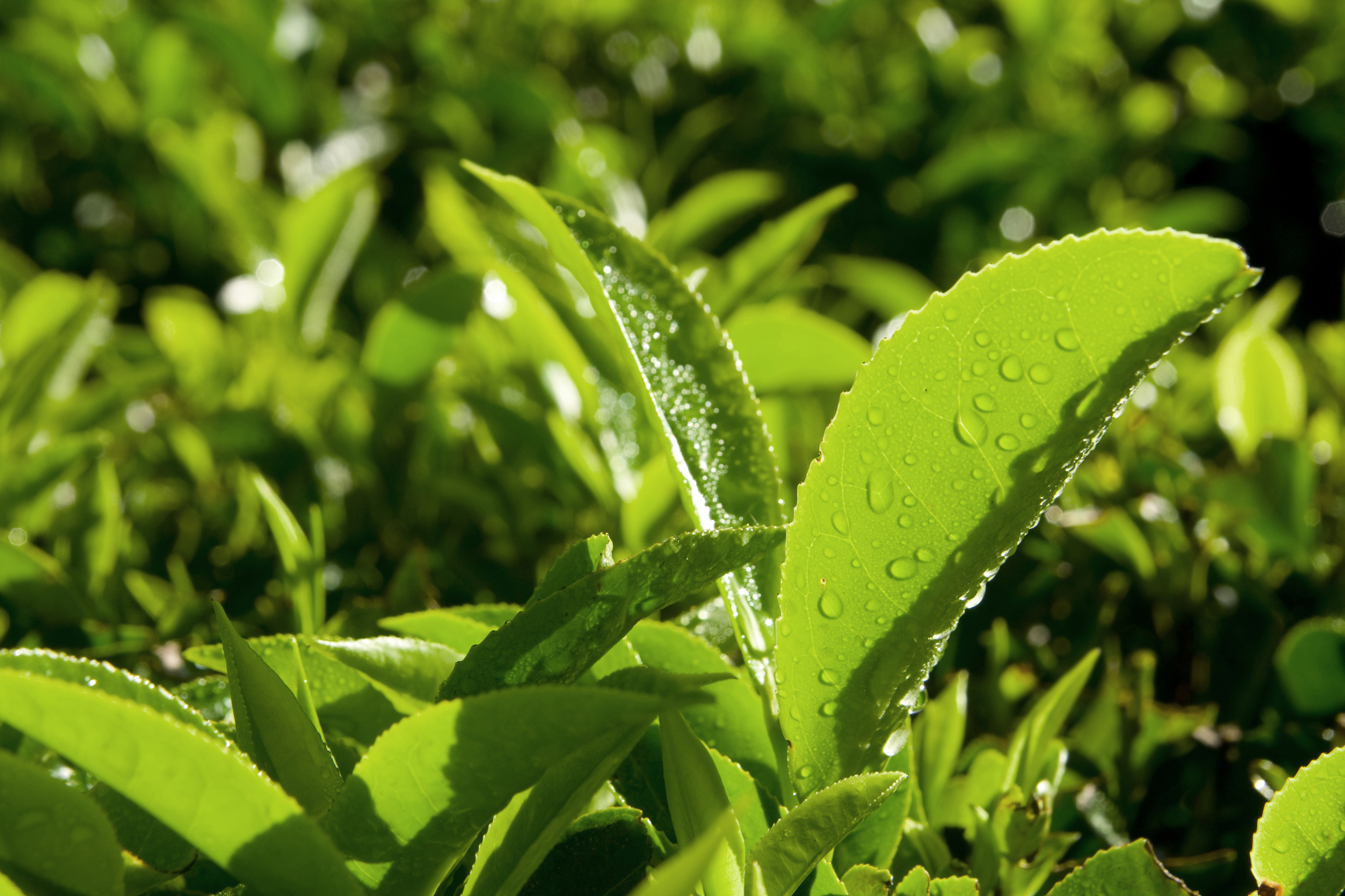 水出し茶の魅力