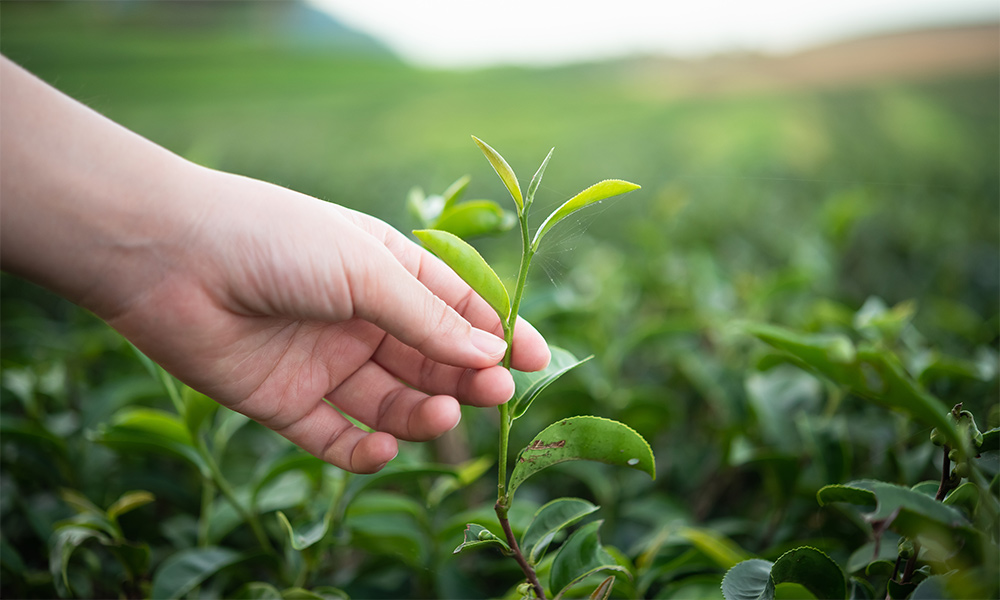 一番茶とは？