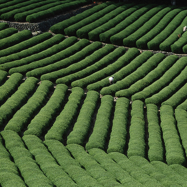 ”深蒸し茶”ってどんなお茶？