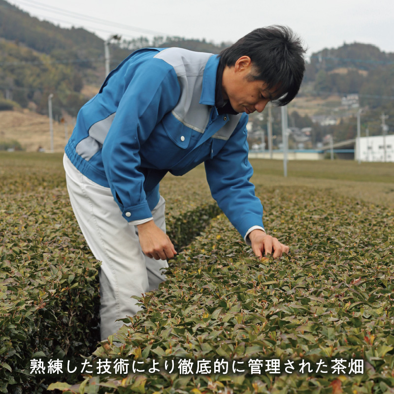 特撰掛川深蒸し茶（100g）5本セット