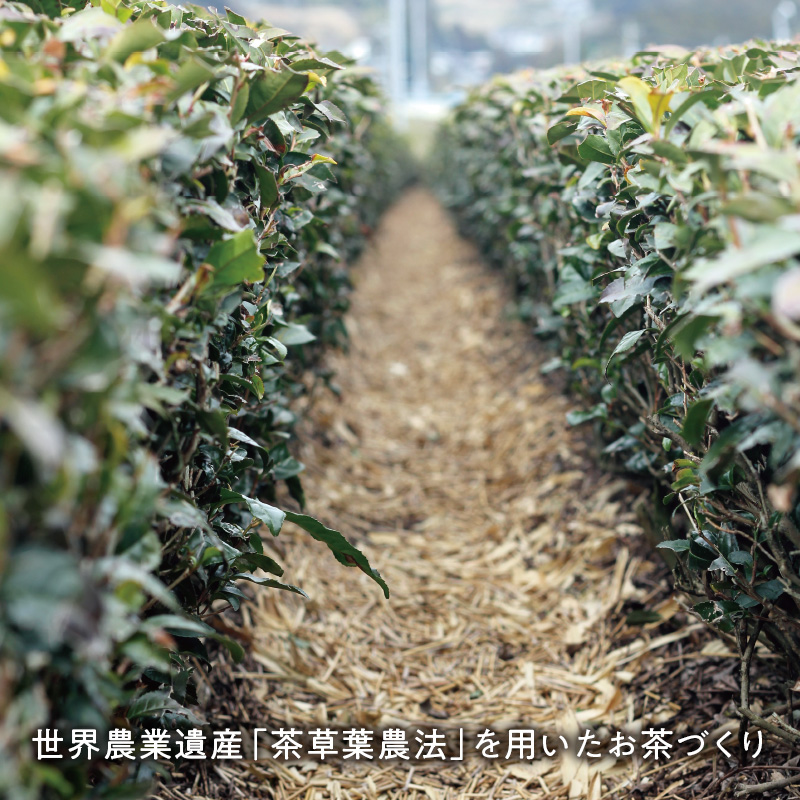 特撰掛川深蒸し茶（100g）5本セット